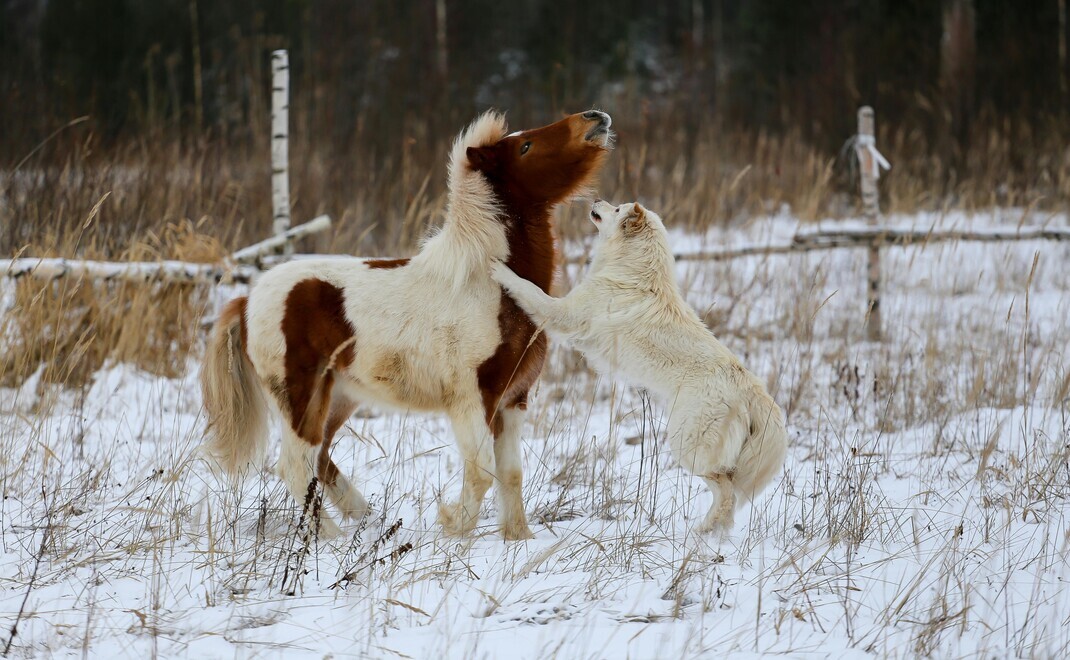 Nur-29-Tarife-mit-Bestnote-Ascore-Das-sind-die-besten-Haftpflichtversicherungen-f-r-Hund-und-Pferd
