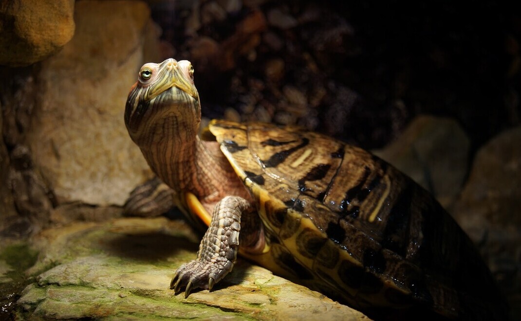 Schildkröte