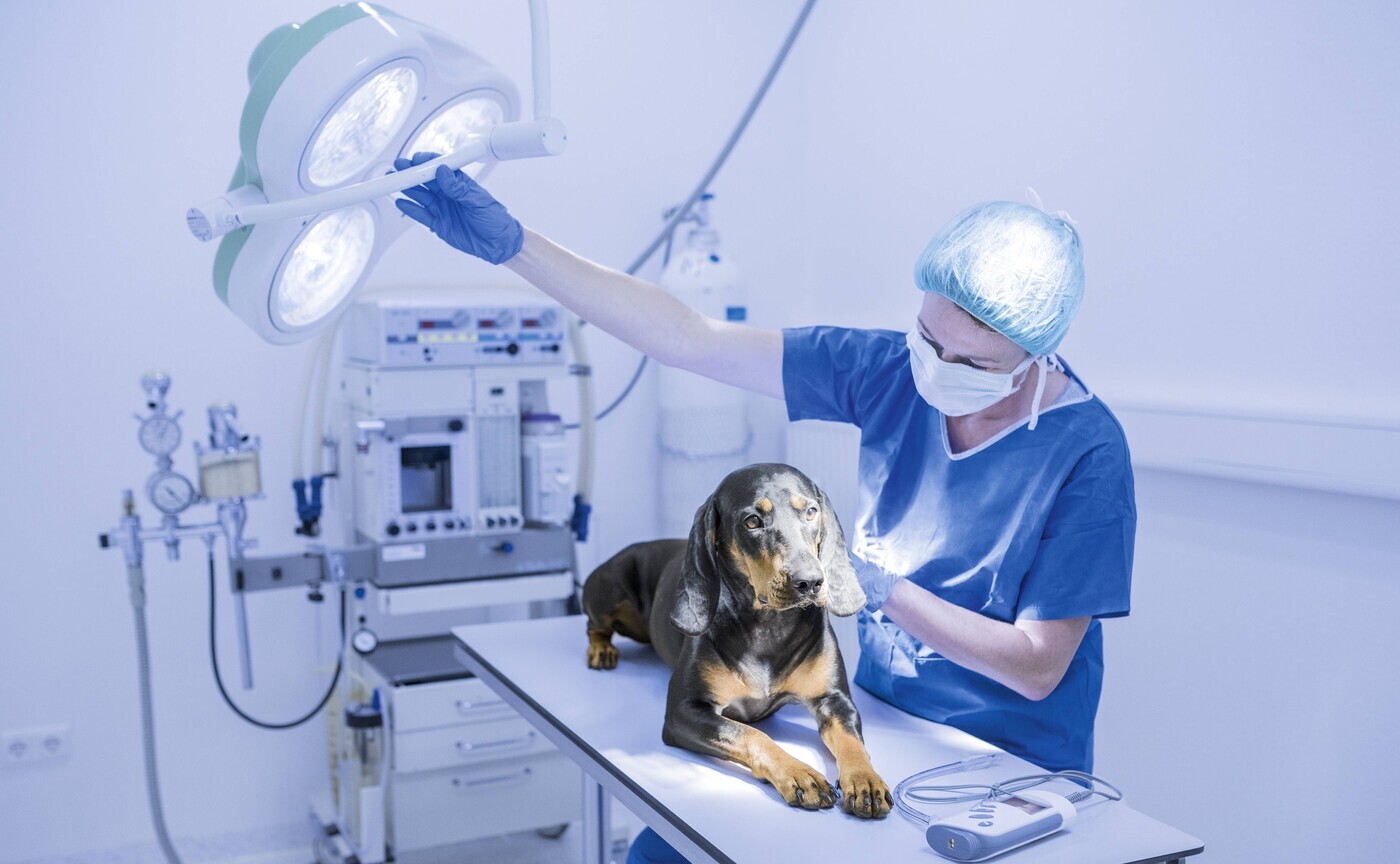Exklusive-Recherche-Makler-ver-rgert-ber-Tierversicherer-Bei-Agila-kriegen-wir-keine-Antwort-