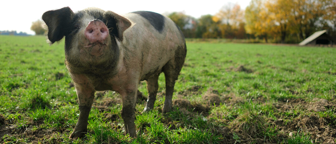 Glückliches Schwein auf einer Wiese: Über die Hälfte der Studienteilnehmer ist gar kein Fleisch, andere achten verstärkt auf die Herkunft.