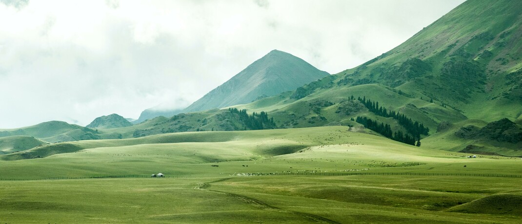 Grüne Natur