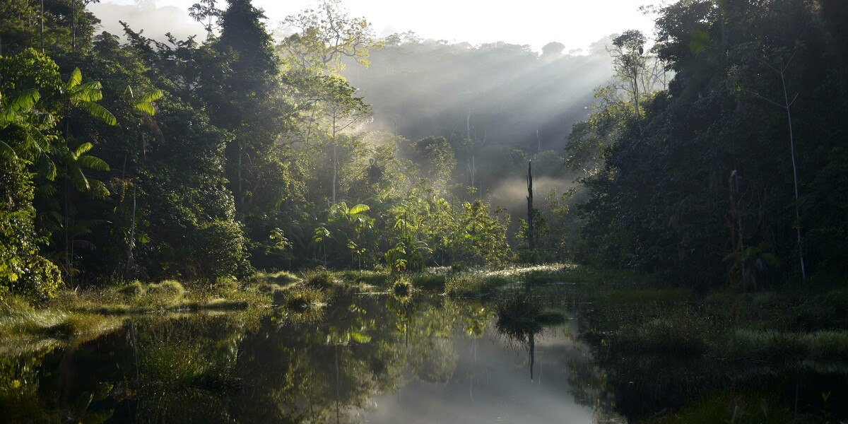 Idylle im brasilianischen Regenwald