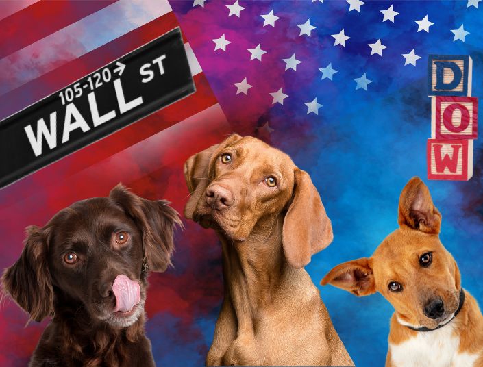 Hunde vor einer USA-Flagge